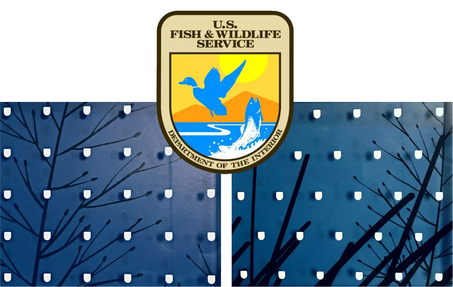 fishbirdimage