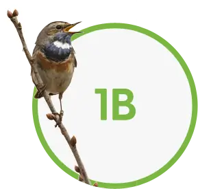 1-billion-birds