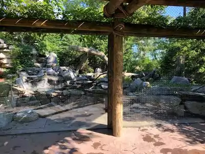 Cougar Cincinnati Zoo