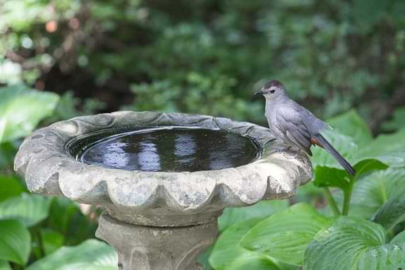 Gray Catbird Sitting on Backyard Bird Bath