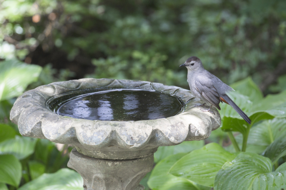 How to Make A Bird Safe Backyard This Spring