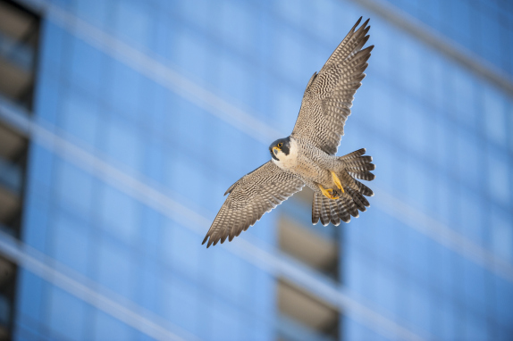 Falcon flying past glass buildings in urban area