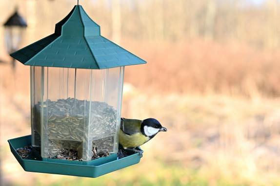 How Feeding the Birds can Supplement Conservation Efforts