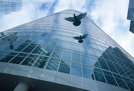 Pigeon flying near large glass building.