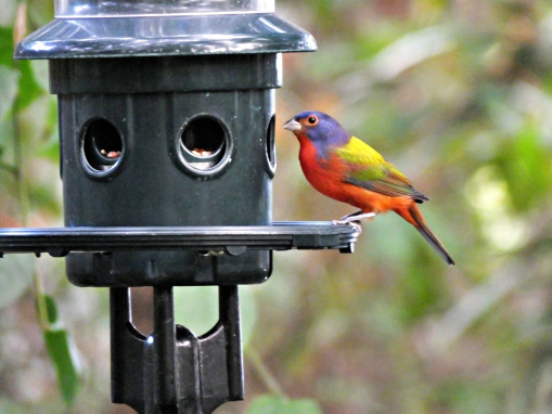 Painted Bunting sitting at bird feeder