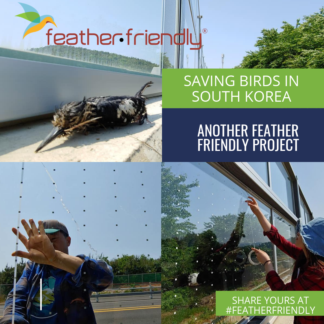 Feather Friendly - Saving Birds in South Korea