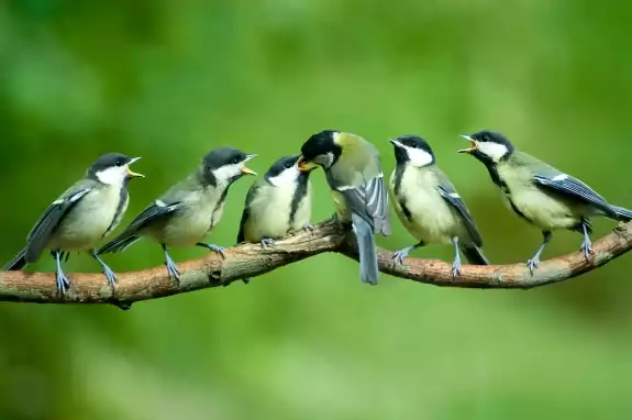 Addressing Climate Change Through Bird Conservation